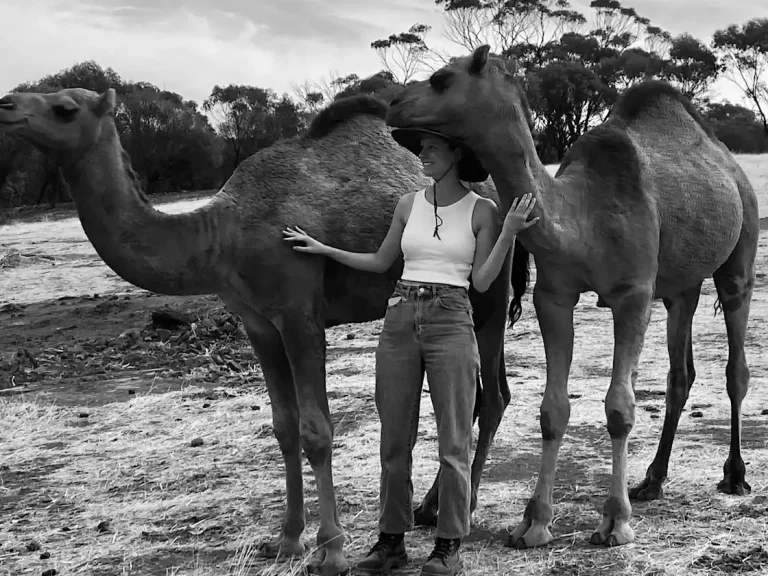 camel2 768x576