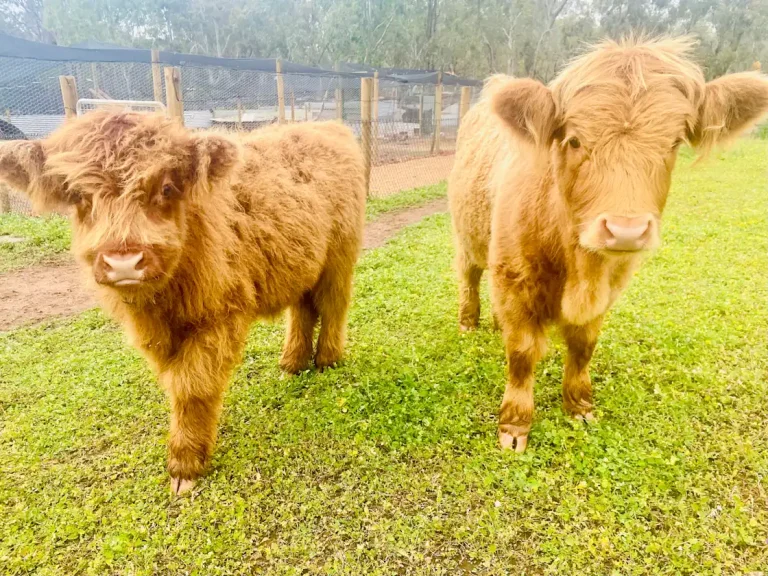 highlanders 768x576