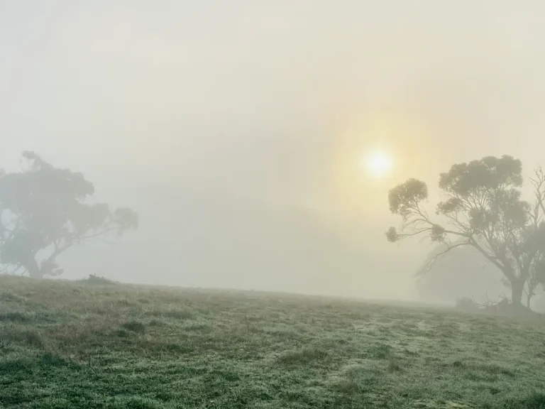 morning 768x576