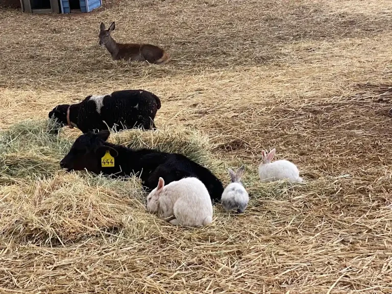 rabbits 768x576