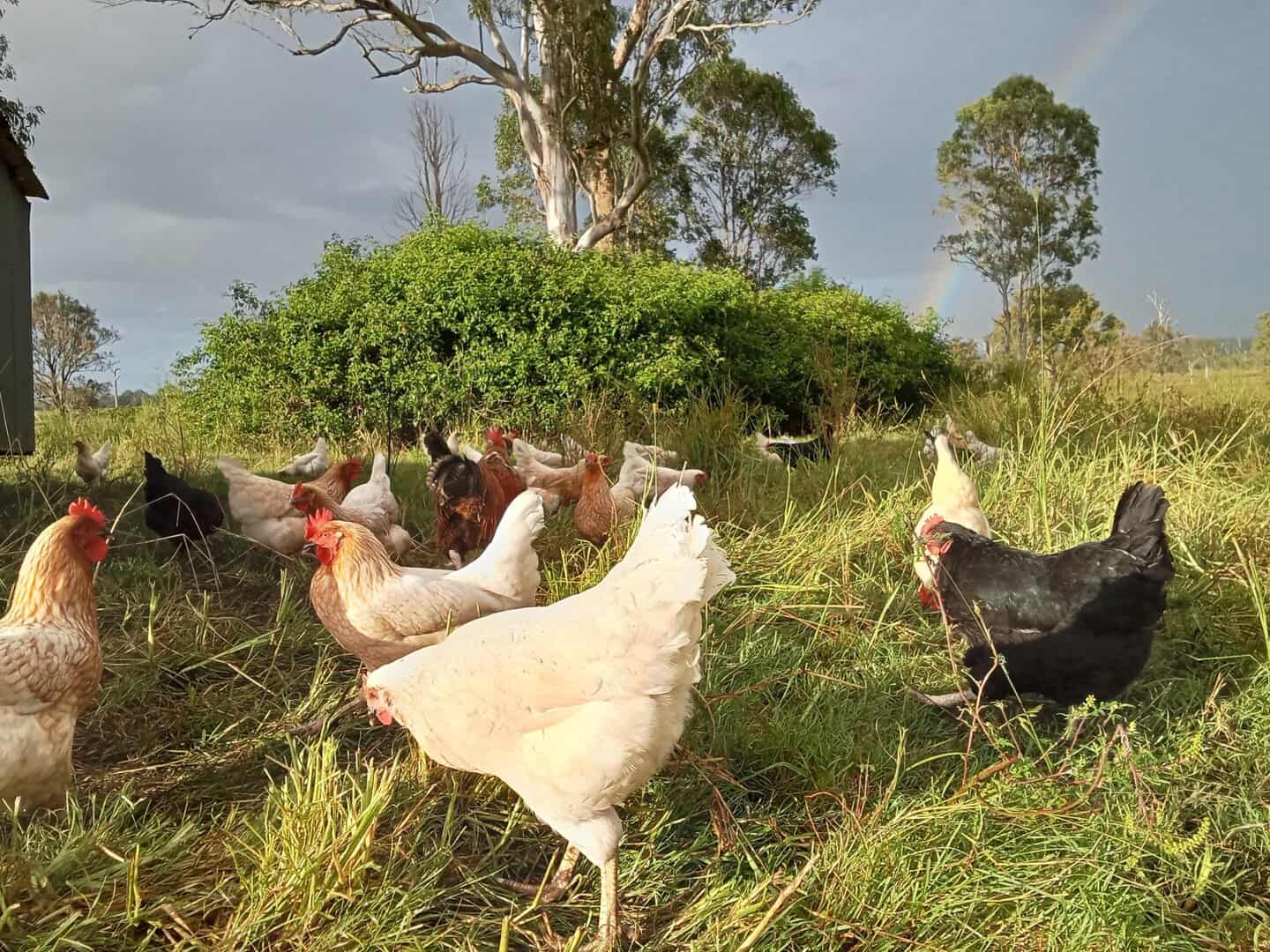Chickens