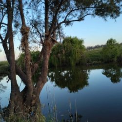 image0 250x250